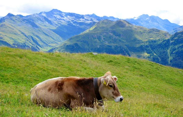 牛は山の牧草地に横たわっていた スイスアルプス ヨーロッパ — ストック写真