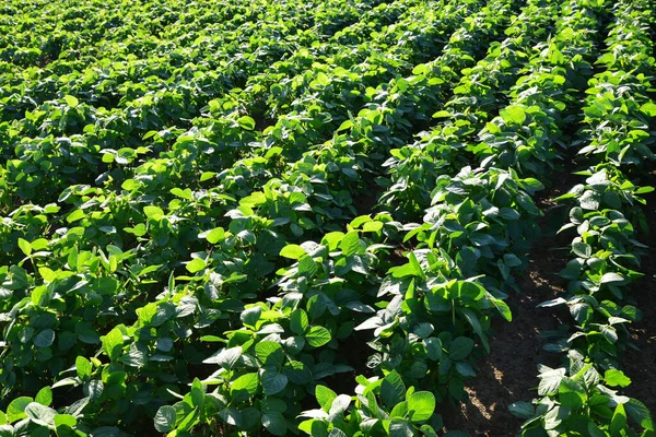 フィールド上の緑の大豆植物の成長 背景としての大豆プランテーション — ストック写真