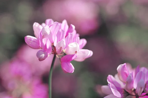 Квіти Пурпурової Корони Securigera Varia — стокове фото