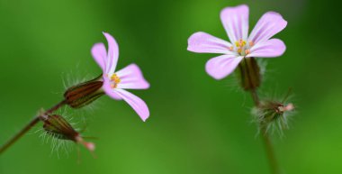 Güzel mor çiçek Herb-Robert ya da Ölüm Çabuk gel (Geranium Robertianum) yeşil doğa arka planını kapat.