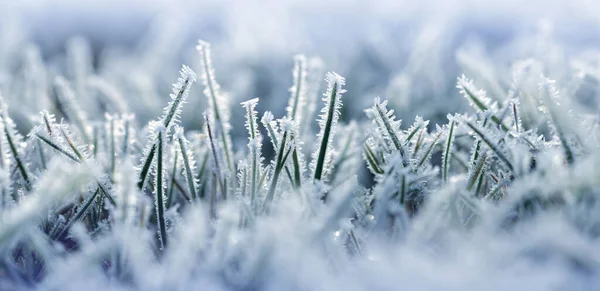草叶上的白霜闭合在一起 自然背景 — 图库照片