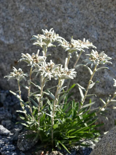 Edelweiss Leontopodium Alpinyumu Alplerde Yetişen Dağlar — Stok fotoğraf