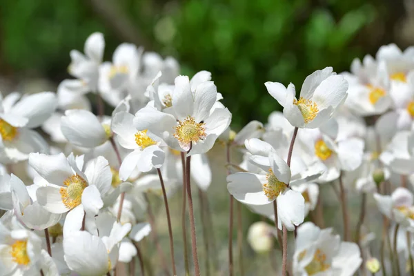 Anemone Baldensis Όμορφα Λουλούδια Του Βουνού Που Αναπτύσσονται Στις Άλπεις — Φωτογραφία Αρχείου