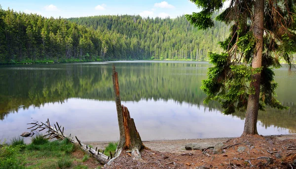 Jezioro Diabelskie Certovo Jezero Parku Narodowym Sumava Czechy — Zdjęcie stockowe