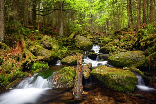 Creek Cerny Potok National Park Sumava Czechia Mountain Stream Flowing — Stock Photo, Image