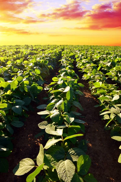 Auf Dem Feld Wachsen Grüne Sojabohnen Sojaplantage Bei Sonnenuntergang Frühlingslandschaft — Stockfoto