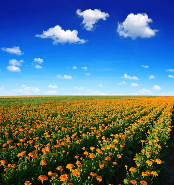 Pot Marigold Calendula Officinalis Growing Field Summer Landscape Blue Sky — Stock Photo, Image