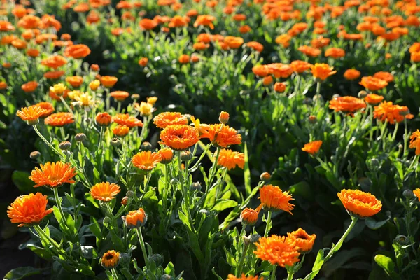 Pot Marigold Calendula Officinalis Αυξάνεται Στο Γήπεδο Φαρμακευτικό Φυτό — Φωτογραφία Αρχείου
