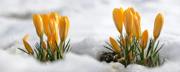 雪の中で黄色の岩場の花 パノラマの春の自然背景 — ストック写真