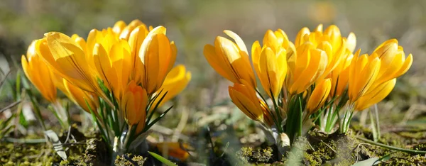牧草地で黄色のクロッカスの花 パノラマの春の自然背景 — ストック写真