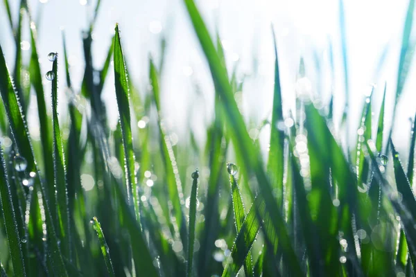 Des Gouttes Fraîches Eau Transparente Sur Les Brins Herbe Dans — Photo