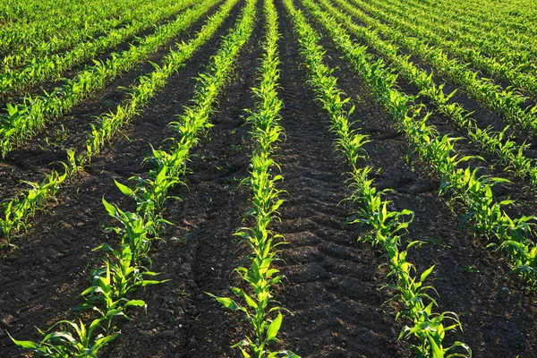 Mezőn Termesztett Fiatal Zöld Kukoricanövények — Stock Fotó