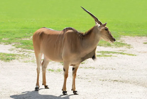 常见的Eland羚羊 Taurotragus Oryx 生活在非洲草原上的动物A — 图库照片