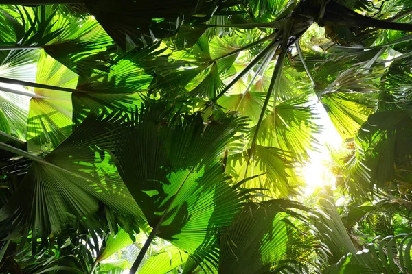 Fresh Green Leaves Coco Mer Coconut Tree Lodoicea Maldivica Endemic — Stock Photo, Image