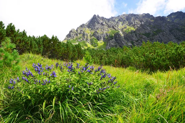 Květinová Vrba Hořčice Gentiana Asclepiadea Mengusovské Dolině Vysoké Tatry Vysoké — Stock fotografie