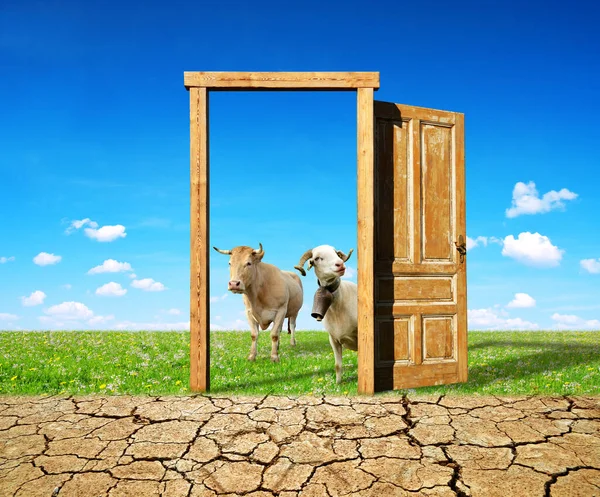 Dry Country Cracked Soil Open Wooden Door Meadow Sheep Cow — Stock Photo, Image