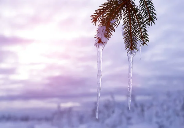 Jégcsapok Lógnak Egy Örökzöld Ágáról Naplementekor Téli Természet Háttér — Stock Fotó