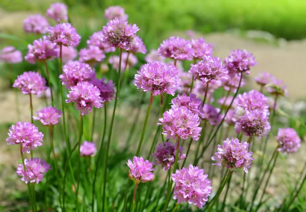 Piękny Fioletowy Kwiat Górski Armeria Alpina Zbliżenie — Zdjęcie stockowe