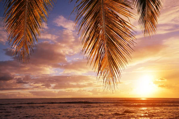 Hojas Palmera Coco Atardecer Costa Tropical Isla Mauricio Océano Índico — Foto de Stock