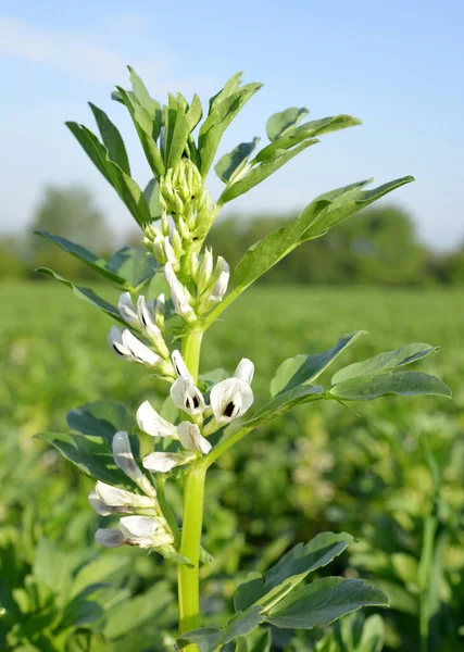 Blooming Broad Fava Beans Plants Vicia Faba Field — Stock Photo, Image