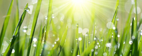 Lysande Gröna Grässtrån Med Transparenta Vattendroppar Ängen Nära Håll Fräsch — Stockfoto
