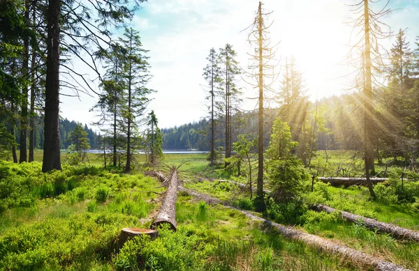 Landschaft Großen Arbersee Nationalpark Bayerischer Wald Deutschland — Stockfoto