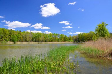 Ormandaki gölet. Çek Cumhuriyeti 'nde bahar manzarası.