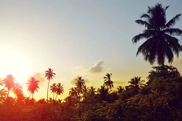 Coconut Palm Trees Sunset Digue Island Seychelles Tropical Landscape — Stock Photo, Image