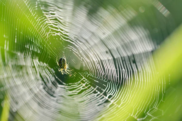 Spider Cobweb Close Nature Background — Stock Photo, Image