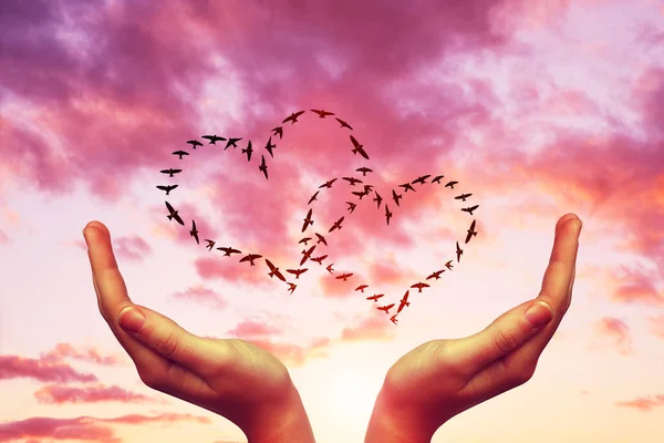 Female Hands Flock Birds Flying Heart Formation Sunset Sky Valentines — Stock Photo, Image