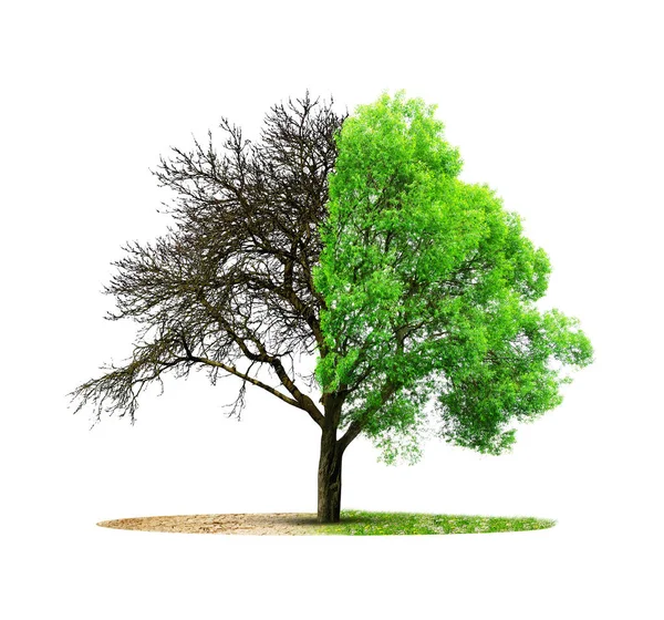 Lebende Und Abgestorbene Bäume Isoliert Auf Weißem Hintergrund Globale Erwärmung — Stockfoto
