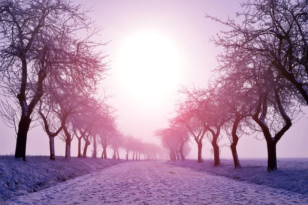 Paisagem Inverno Nascer Sol Árvores Congeladas Campo Uma Manhã Nebulosa — Fotografia de Stock