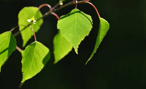 Весняна Гілка Берези Зеленим Листям Темному Фоні — стокове фото