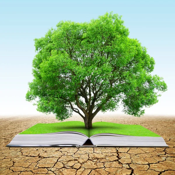 Open Book Tree Dry Landscape Cracked Soil Concept Change Climate — Stock Photo, Image