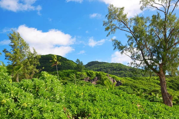 Paysage Tropical Près Plage Petite Anse Sur Île Digue Océan — Photo