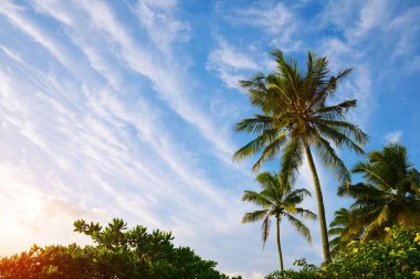 Gün batımında Mauritius adasının kıyısında hindistan cevizi palmiyeleri ve mangrovları. Tropikal manzara.