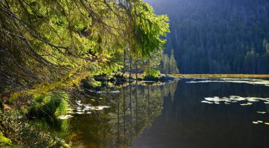 Moraine Gölü Grosser Arbersee Ulusal Park Bavyera Ormanı 'nda. Almanya.