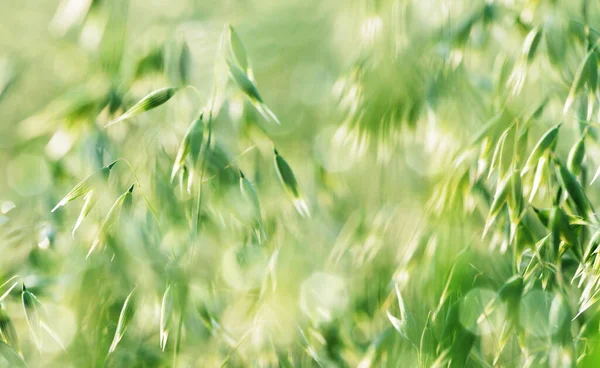Close up view of green oats on the field. Abstract nature background.