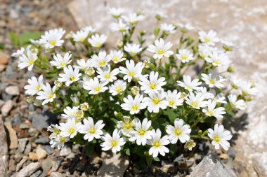 Dağ çiçeği Cerastium Karinthiacum kayanın üzerinde büyüyor.