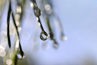 Çam dalının iğnelerine yağmur damlaları düşer. Doğa arkaplanı.