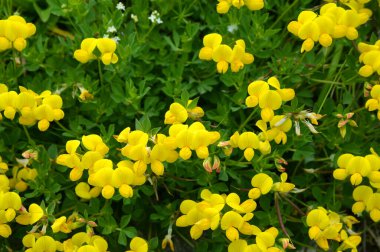 Alplerde yetişen sarı çiçek Birdsfoot Trefoil (Lotus Alpinus).