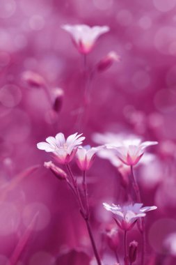 Küçük beyaz çiçekler Çimenlikte Chickweed veya Cerastium arvense.