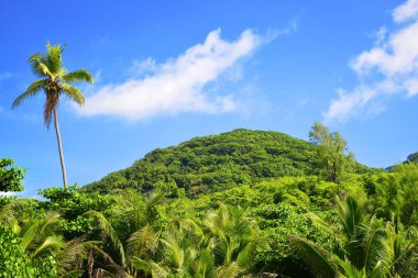 La Digue Adası, Hint Okyanusu, Seyşeller 'deki Petite Anse plajı yakınlarındaki tropikal manzara.
