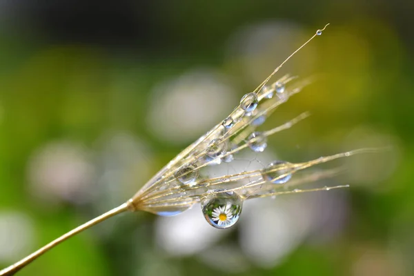 Primer Plano Las Semillas Diente León Reflejo Flores Margarita Gotas — Foto de Stock