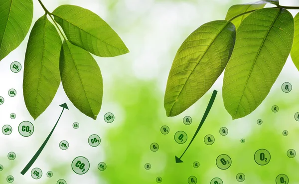 Hojas Verdes Frescas Primavera Sobre Fondo Natural Absorción Dióxido Carbono — Foto de Stock