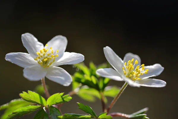Waldanemone Anemone Nemorosa Aus Nächster Nähe Frühlingsblume — Stockfoto