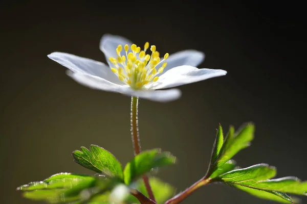 Ξύλινη Ανεμώνη Anemone Nemorosa Από Κοντά Άνθος Άνοιξης — Φωτογραφία Αρχείου