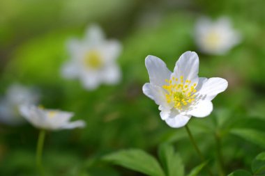 Ahşap şakayık (Anemone nemorosa) yakın çekim. Bahar çiçeği.