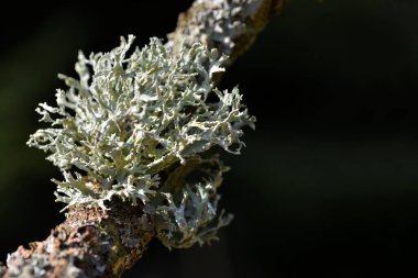 Lichen Oakmoss (Evernia prunastri) bir ağaç gövdesinde. Doğa arkaplanı.