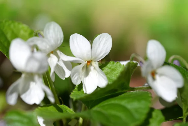 Yeşil Yapraklı Beyaz Çiçek Viola Alba Bahar Mevsimi — Stok fotoğraf